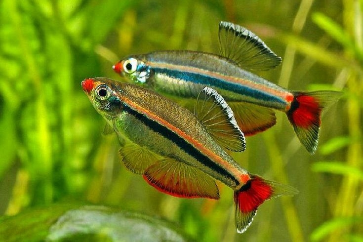 對環境變化有極強適應力，新手飼養成功率極高。