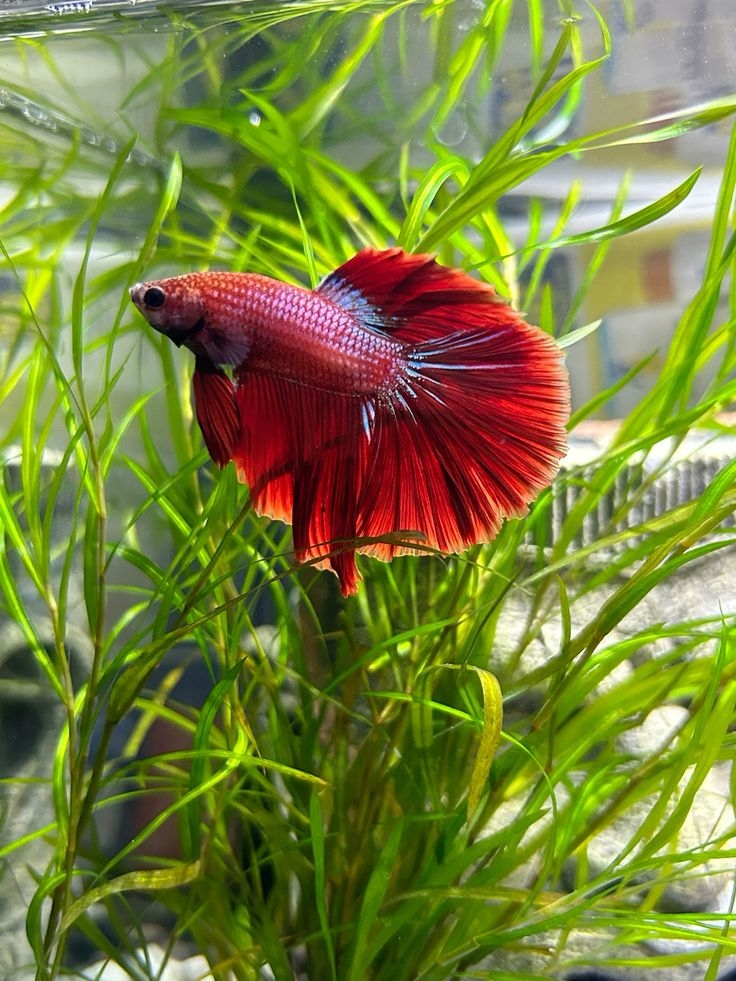 公鬥魚具攻擊性，不宜與其他公鬥魚混養。