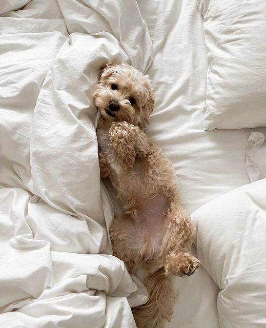 腸胃不適、皮膚問題或有焦慮傾向。