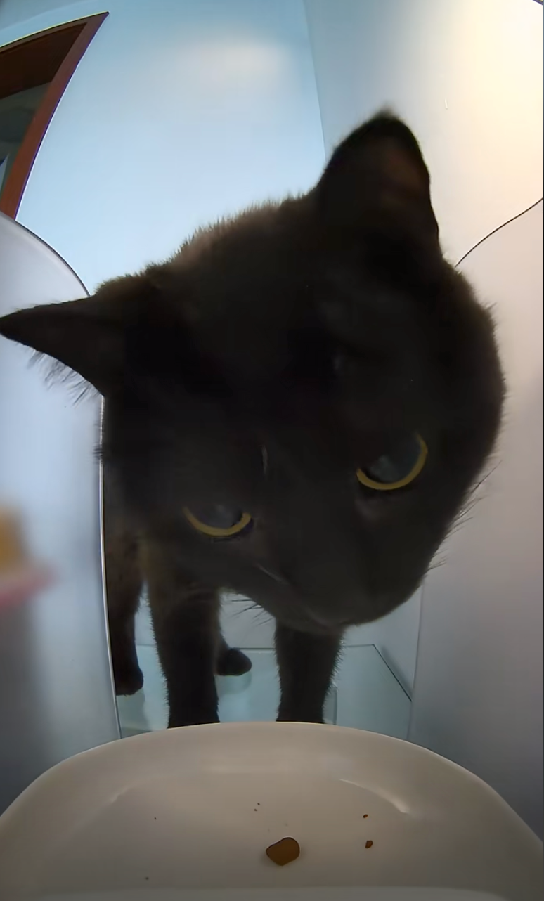 貓咪：就這？你鬧我呢？