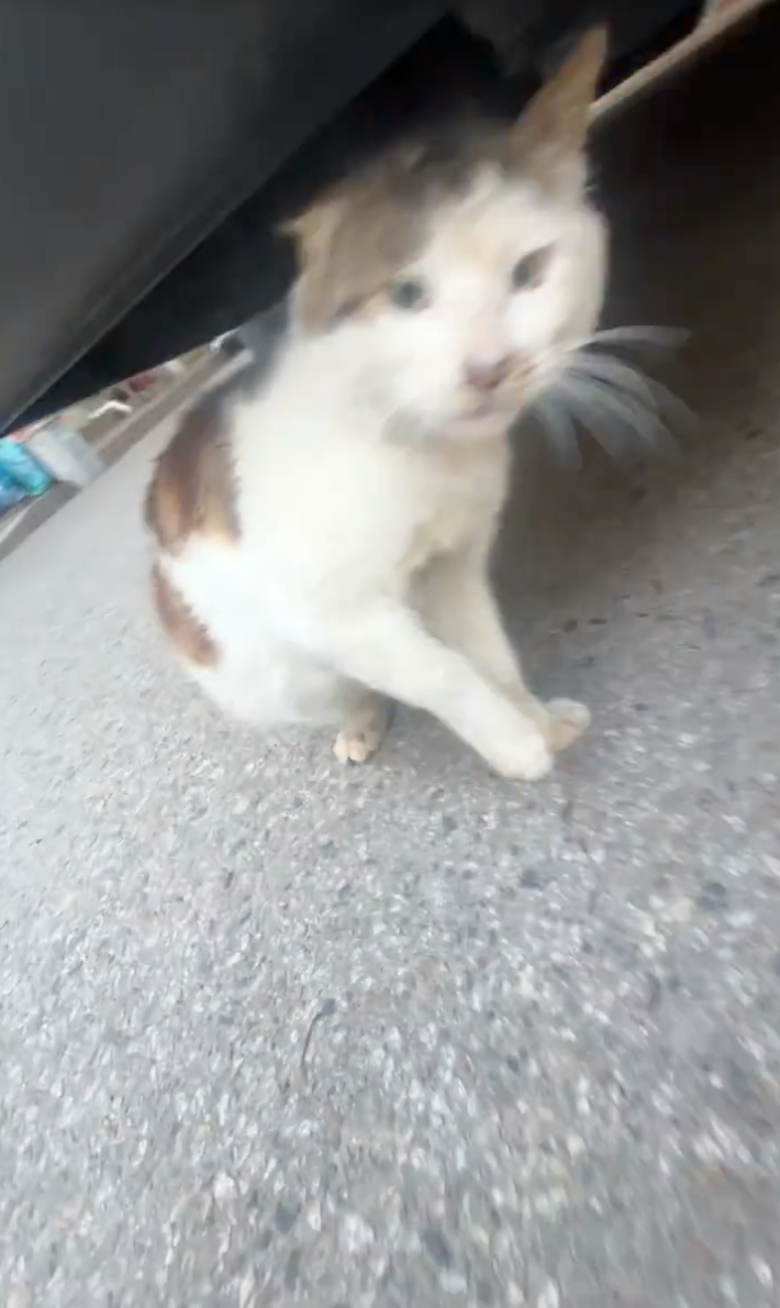 喵：媽呀！你走路沒有聲音啊！