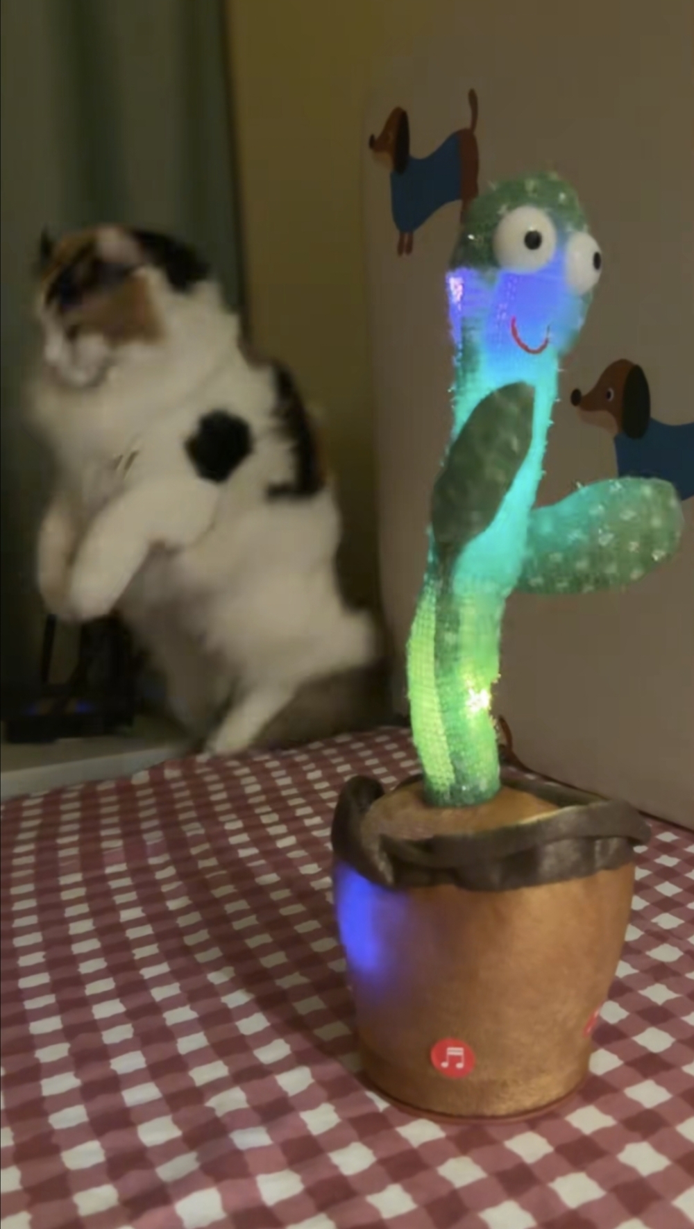 一句「小貓」把貓嚇沒了～