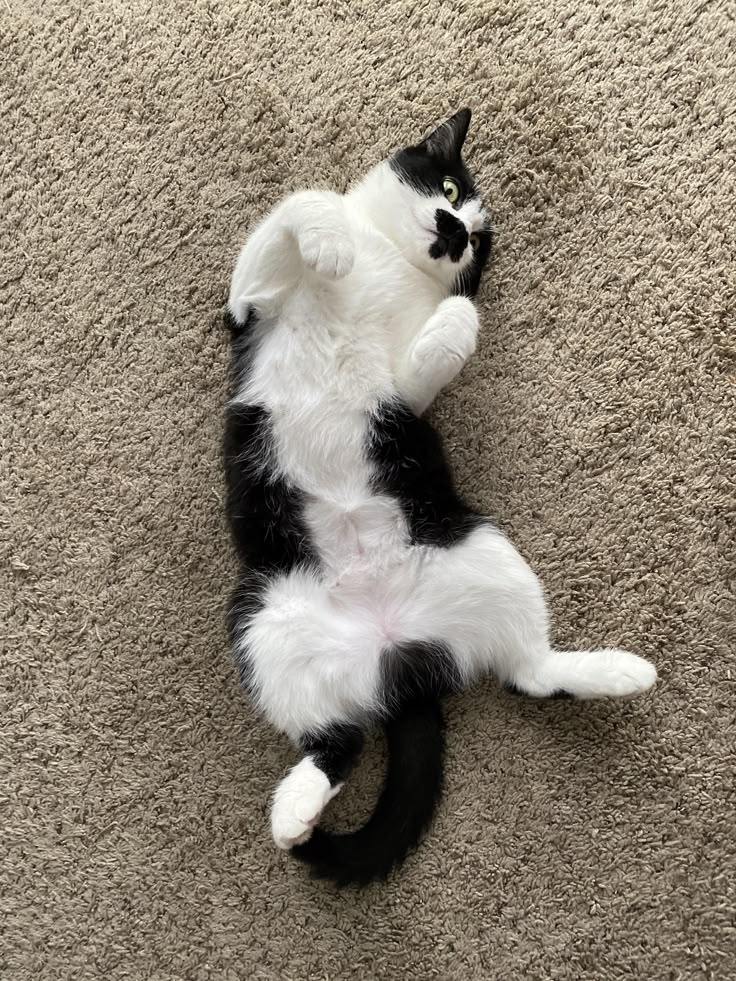 利用肚皮來調節體溫。