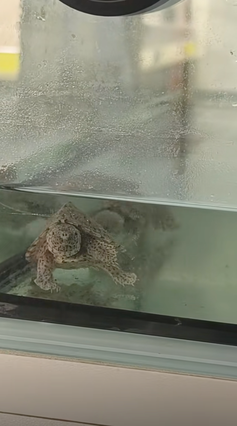 龜龜：你看到了？