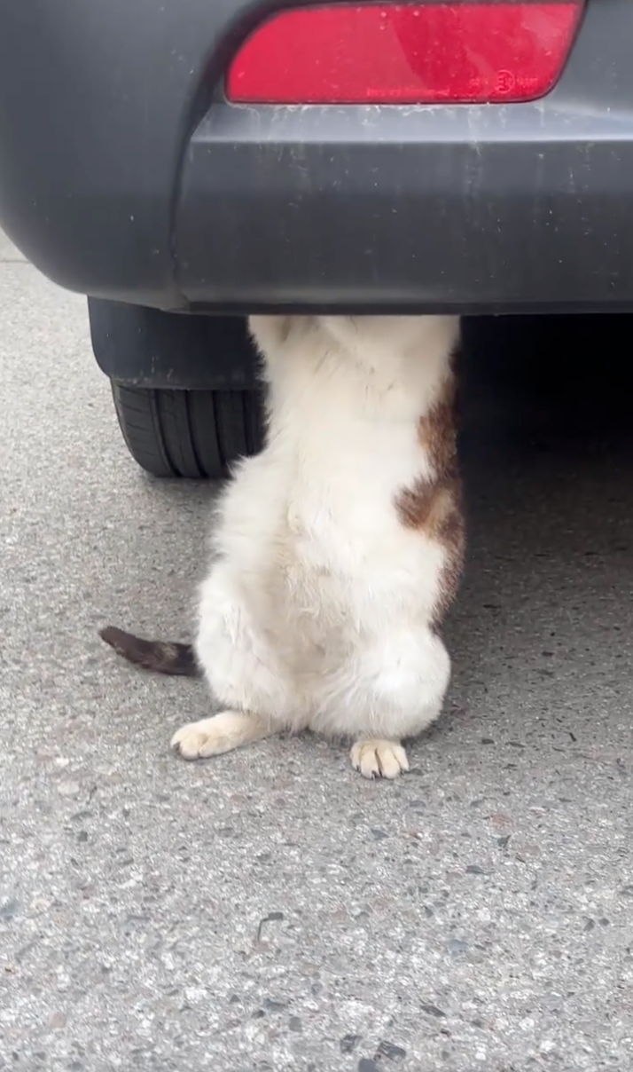 怎麼這裡有個五花肉？
