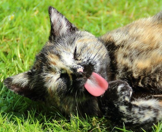 自我清潔與梳毛功能。