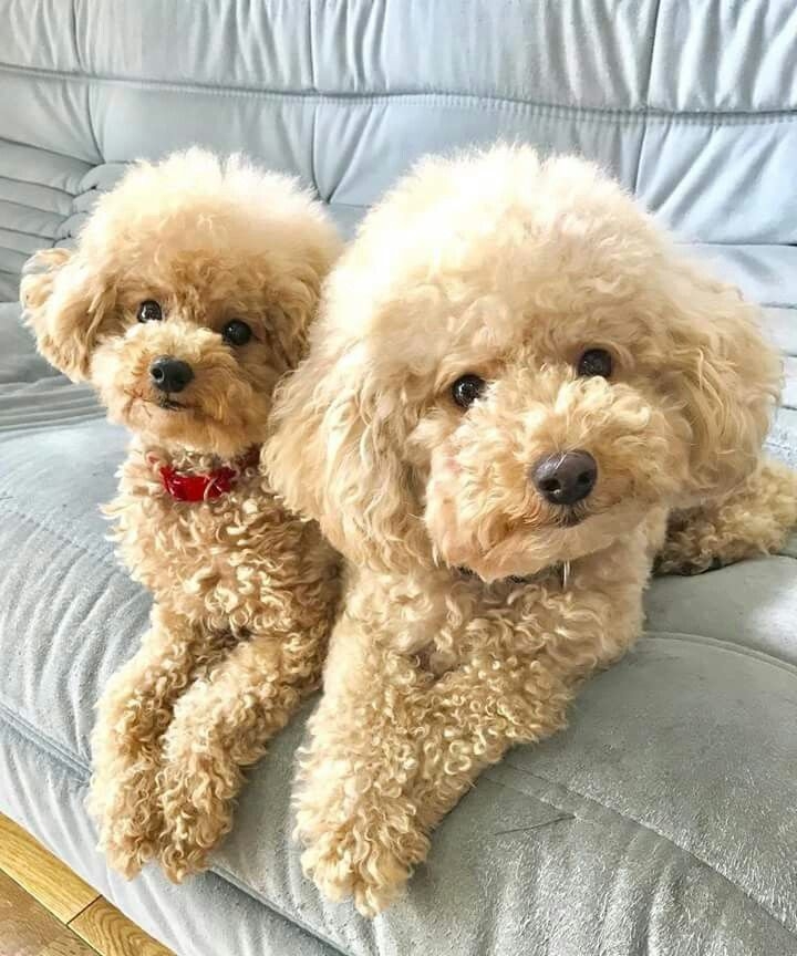 吠叫是狗狗的語言，背後可能藏著需求或情緒。