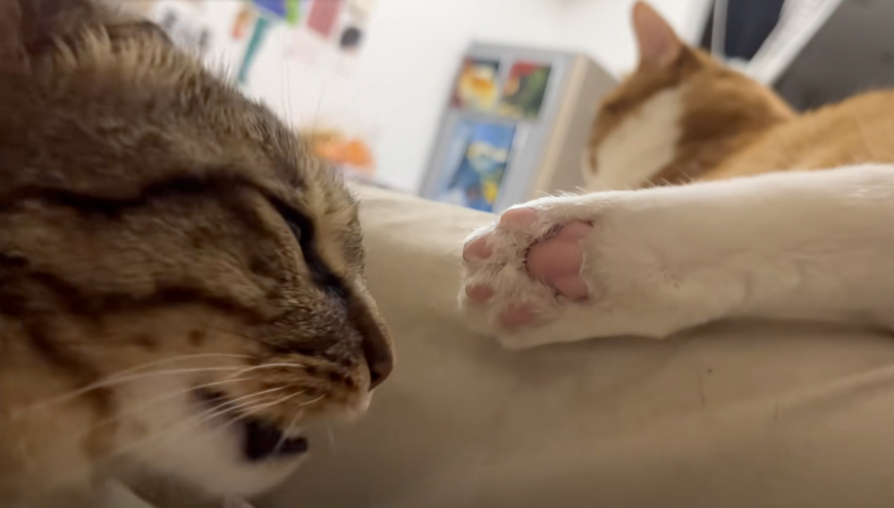 飼主：我家貓是變態？