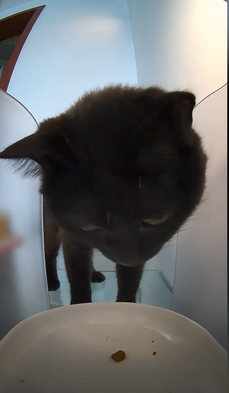 看著碗裡的1顆貓糧陷入了沈思。