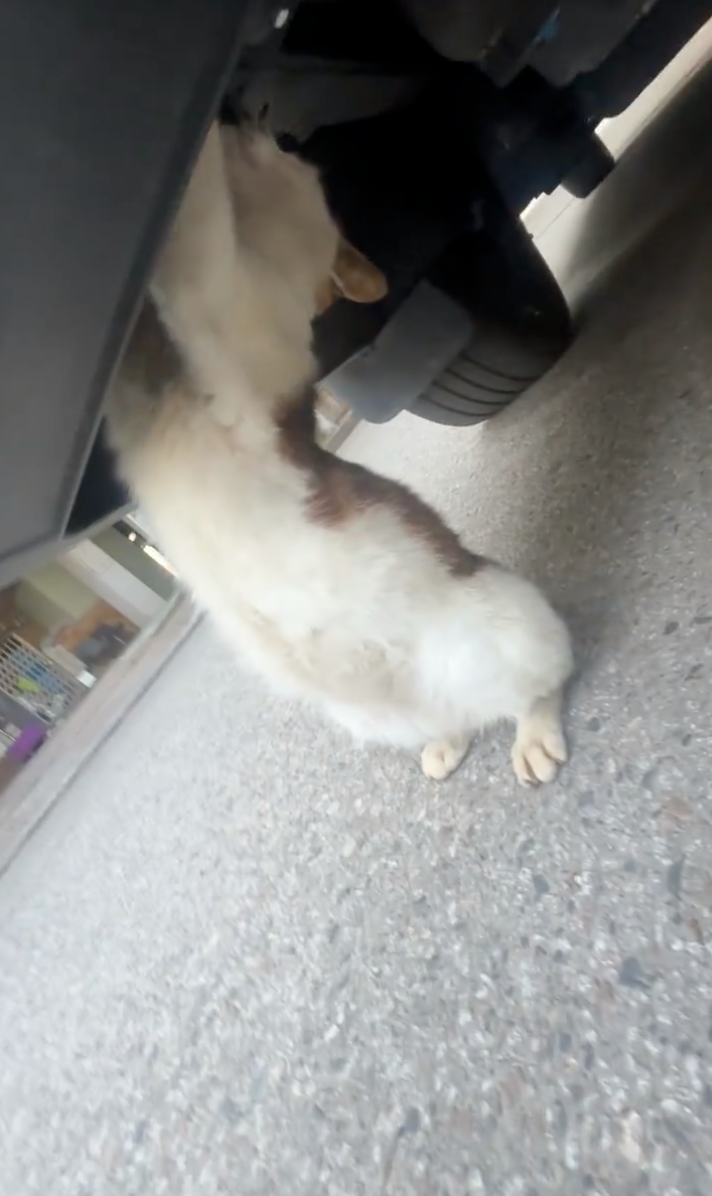 喵：別急！在修了在修了！