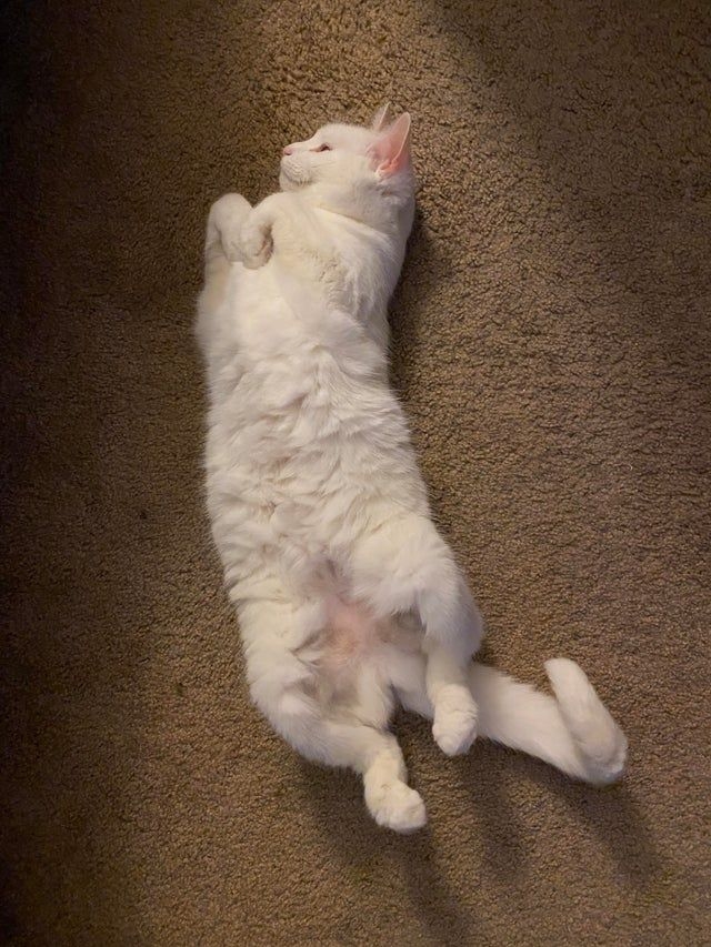 貓咪為什麼露肚肚？