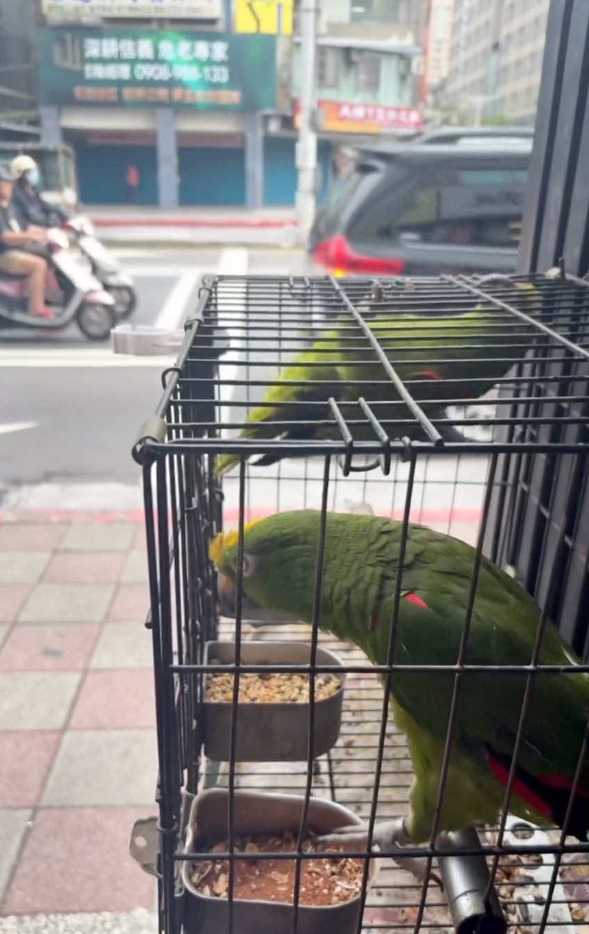 鸚鵡2號：喵～～～