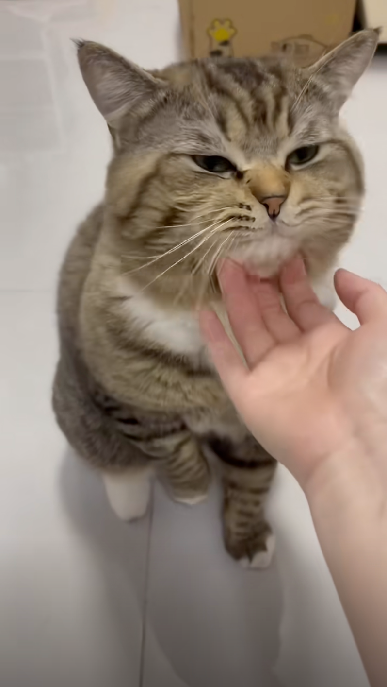 貓咪其實內心超想被摸的啦~