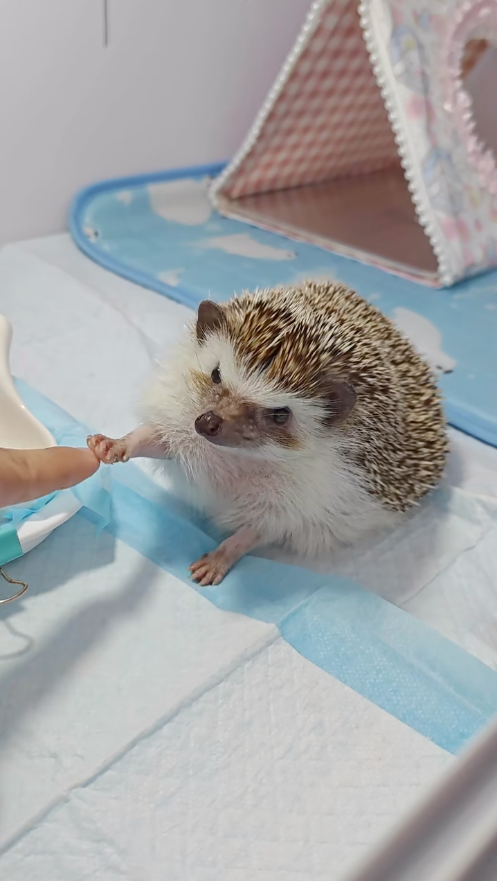 刺刺：今天也要加油喔！