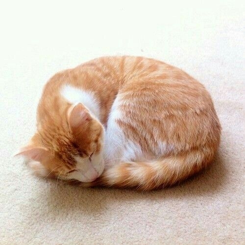 貓咪無法像人類一樣排汗。