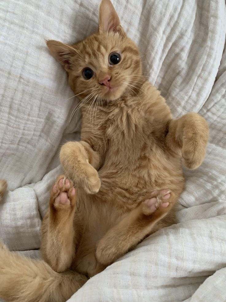 想吸引你注意但沒說能摸喔！