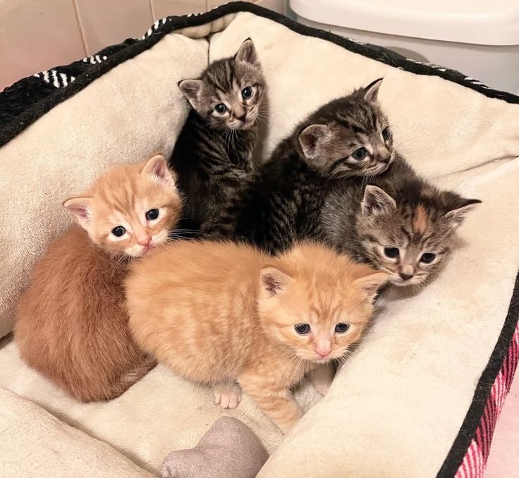 飼主需備好基本文件喔！