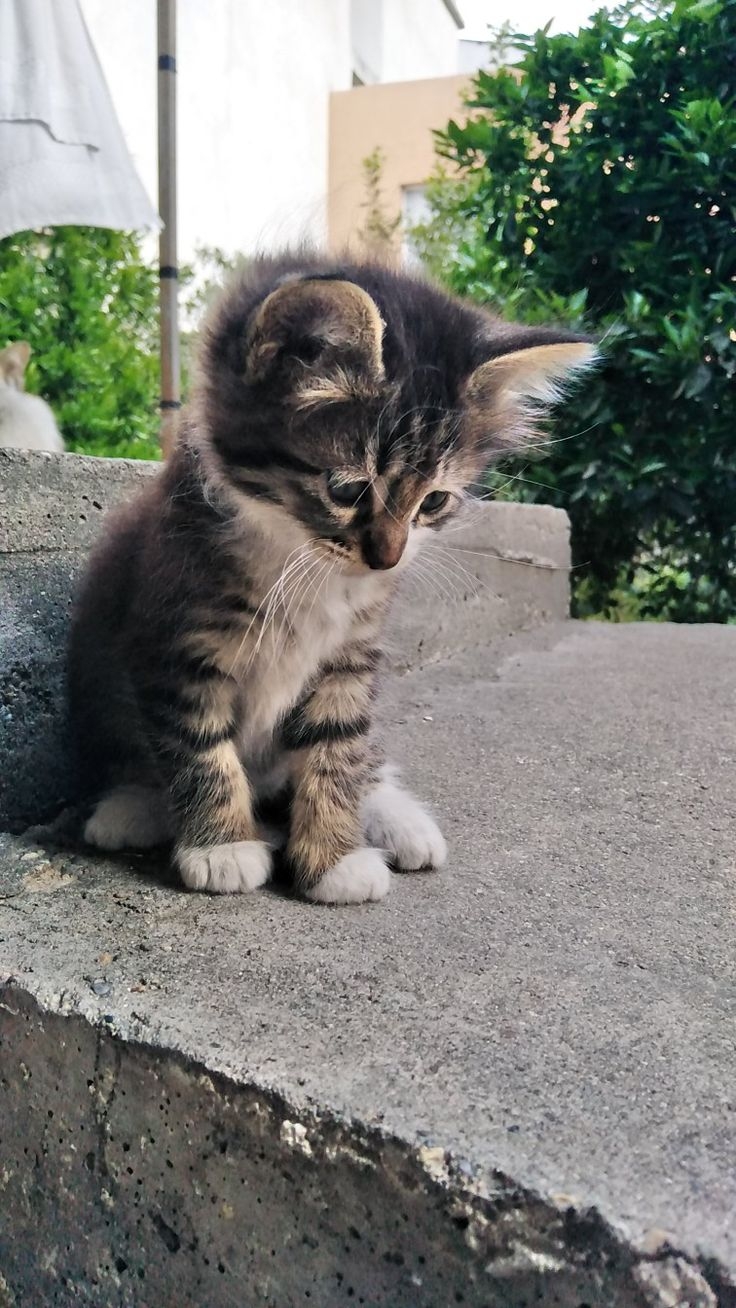 以上平台皆可以看到認養貓咪的資訊喔～