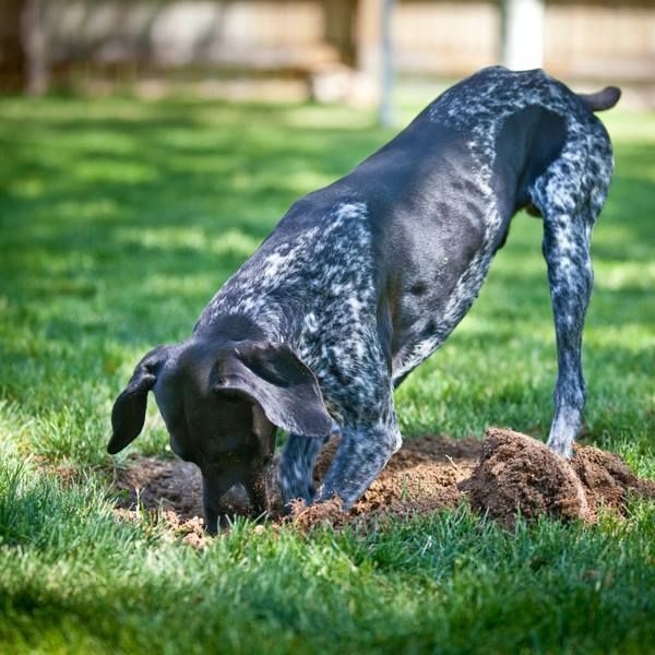 這是狗狗的築巢本能。