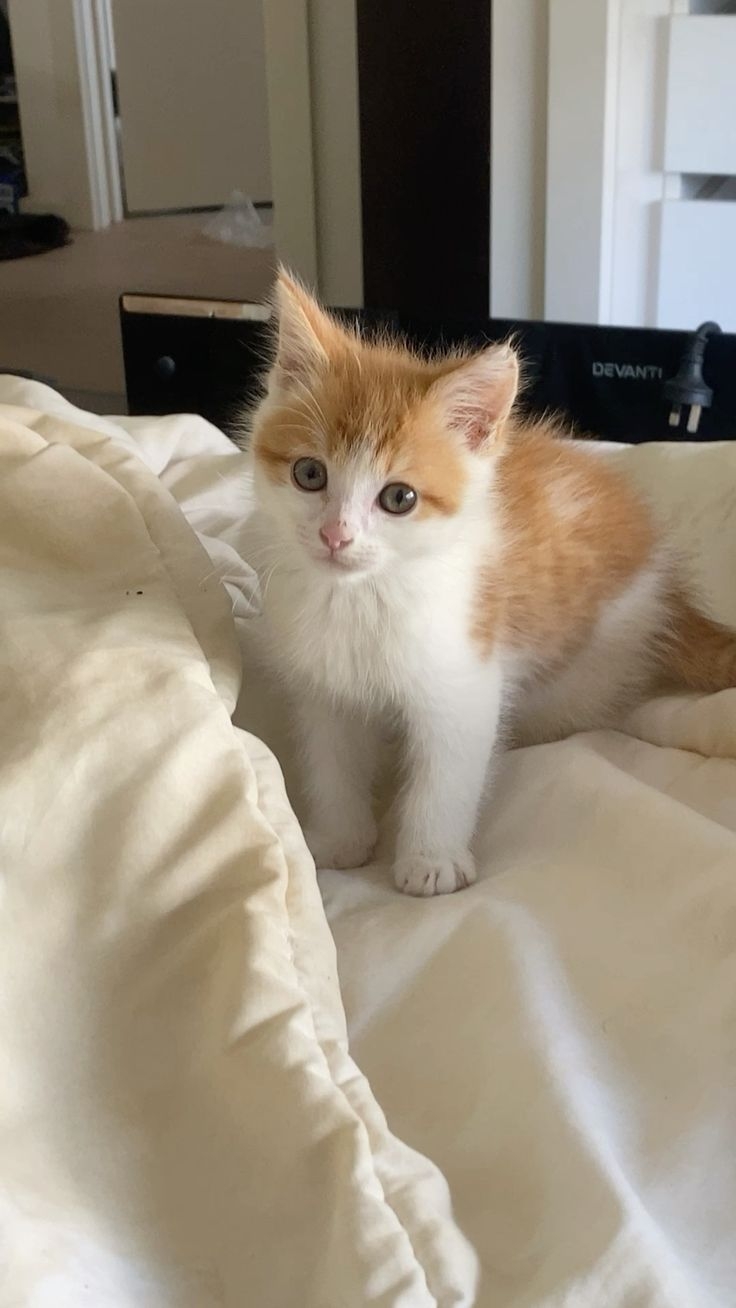 記得為喵喵提前準備好必要物品。