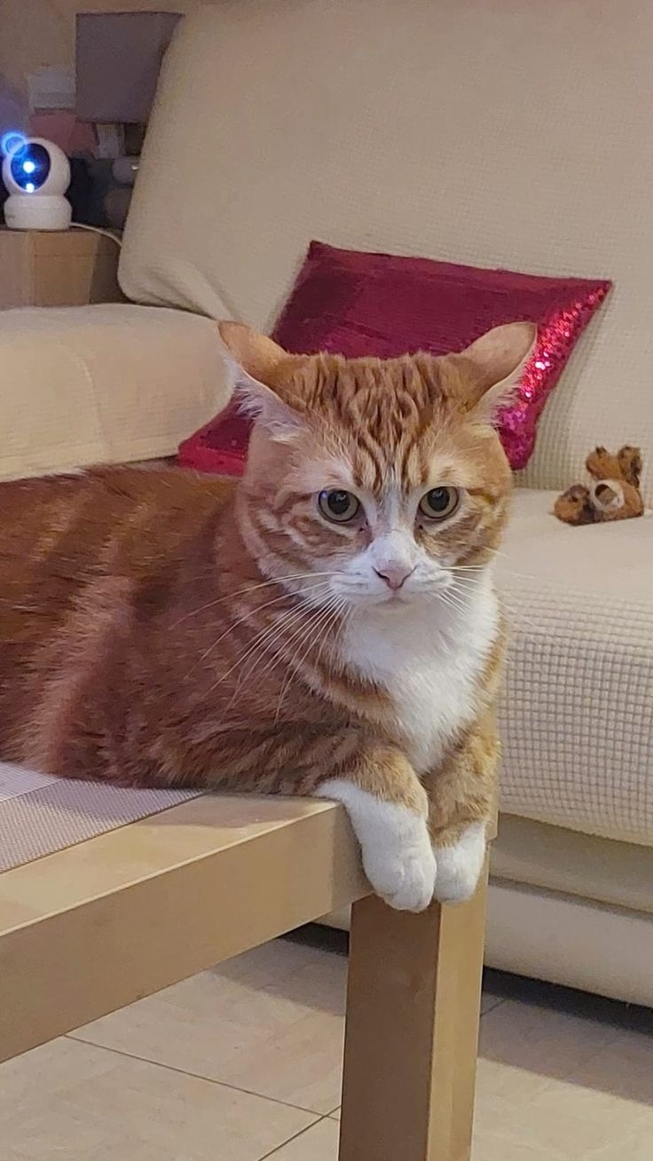 夏天養貓注意事項。