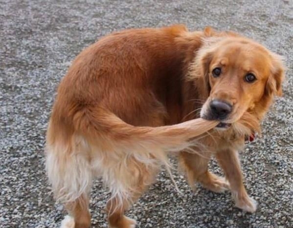 成年狗若經常追尾巴，可能是壓力、皮膚不適或強迫行為