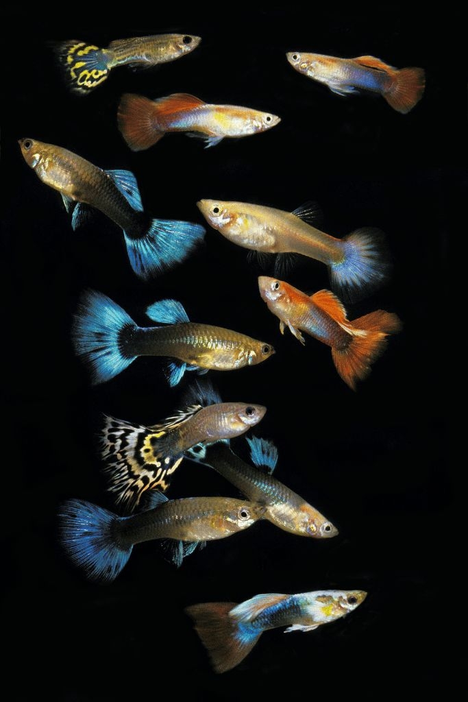 還能和其他小型和平魚類混養。