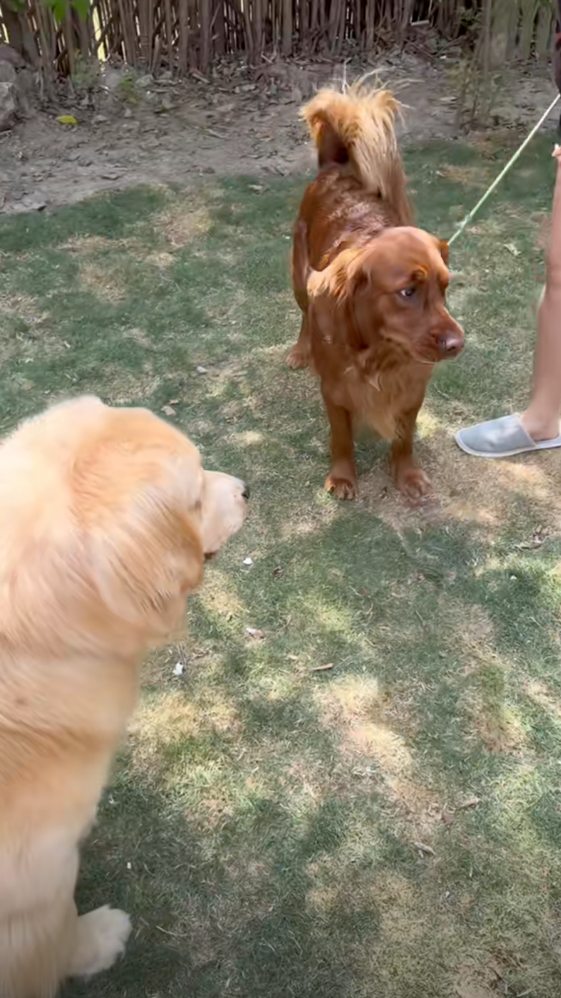 狗狗：鏟屎的應該沒發現我變臉吧？