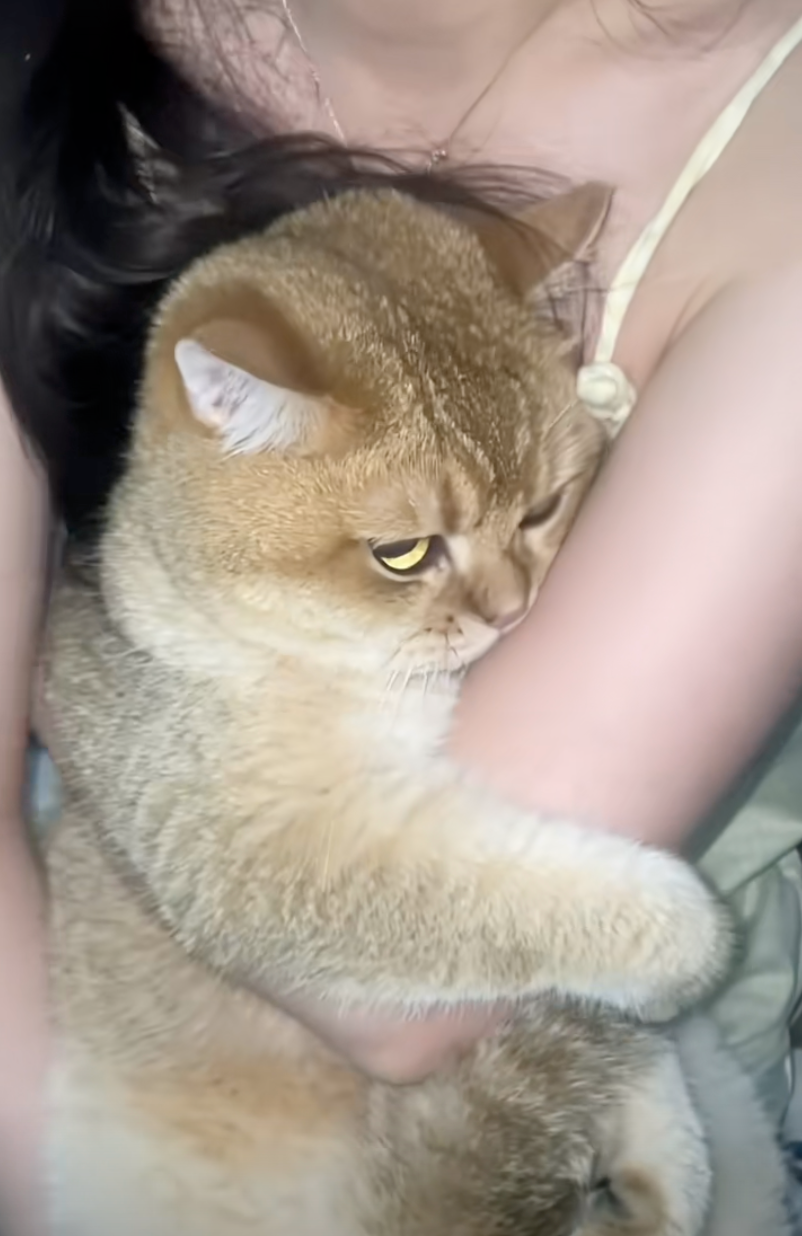 貓咪：媽媽，我不想跟他玩。