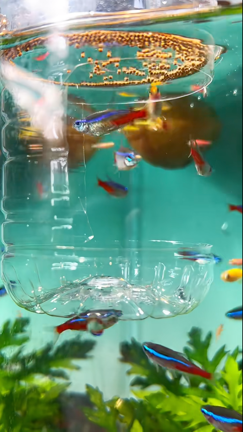 魚種不同,飼料大小和配方也需不同。