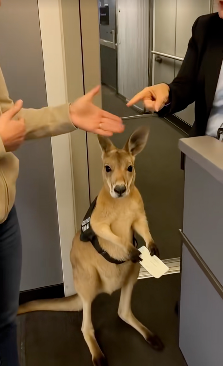 袋鼠：我...真的不能一起去嗎？