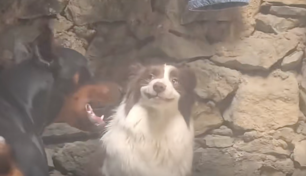 這招太強！杜賓感覺被羞辱到了！