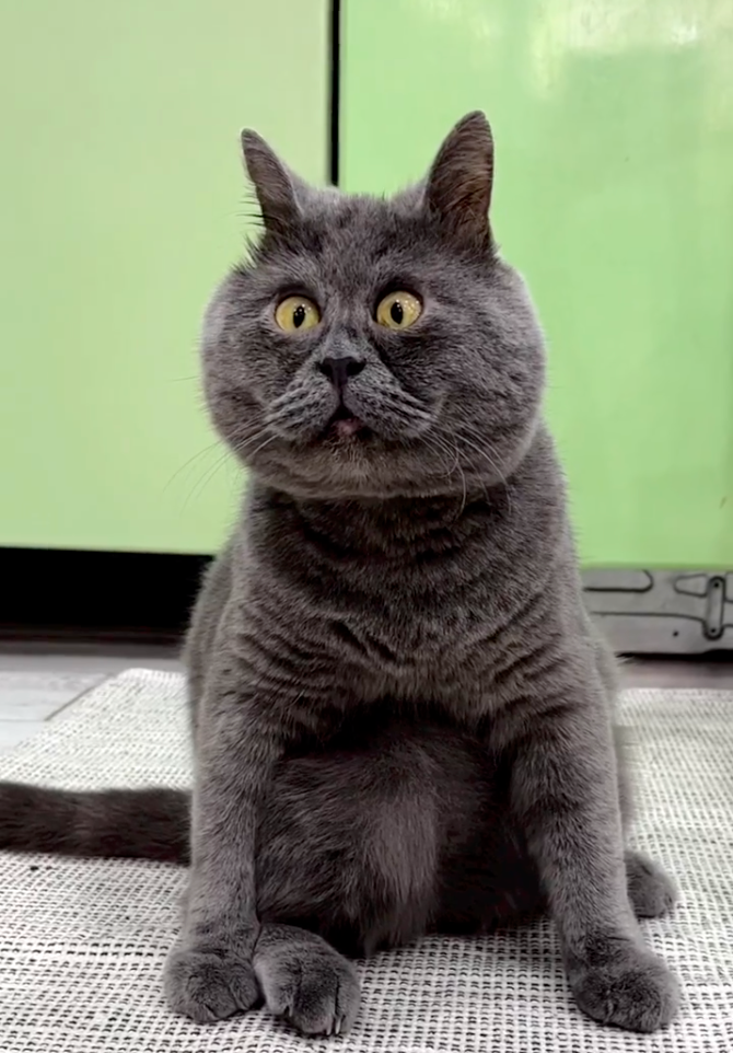 這就是傳說中的「震驚臉」。