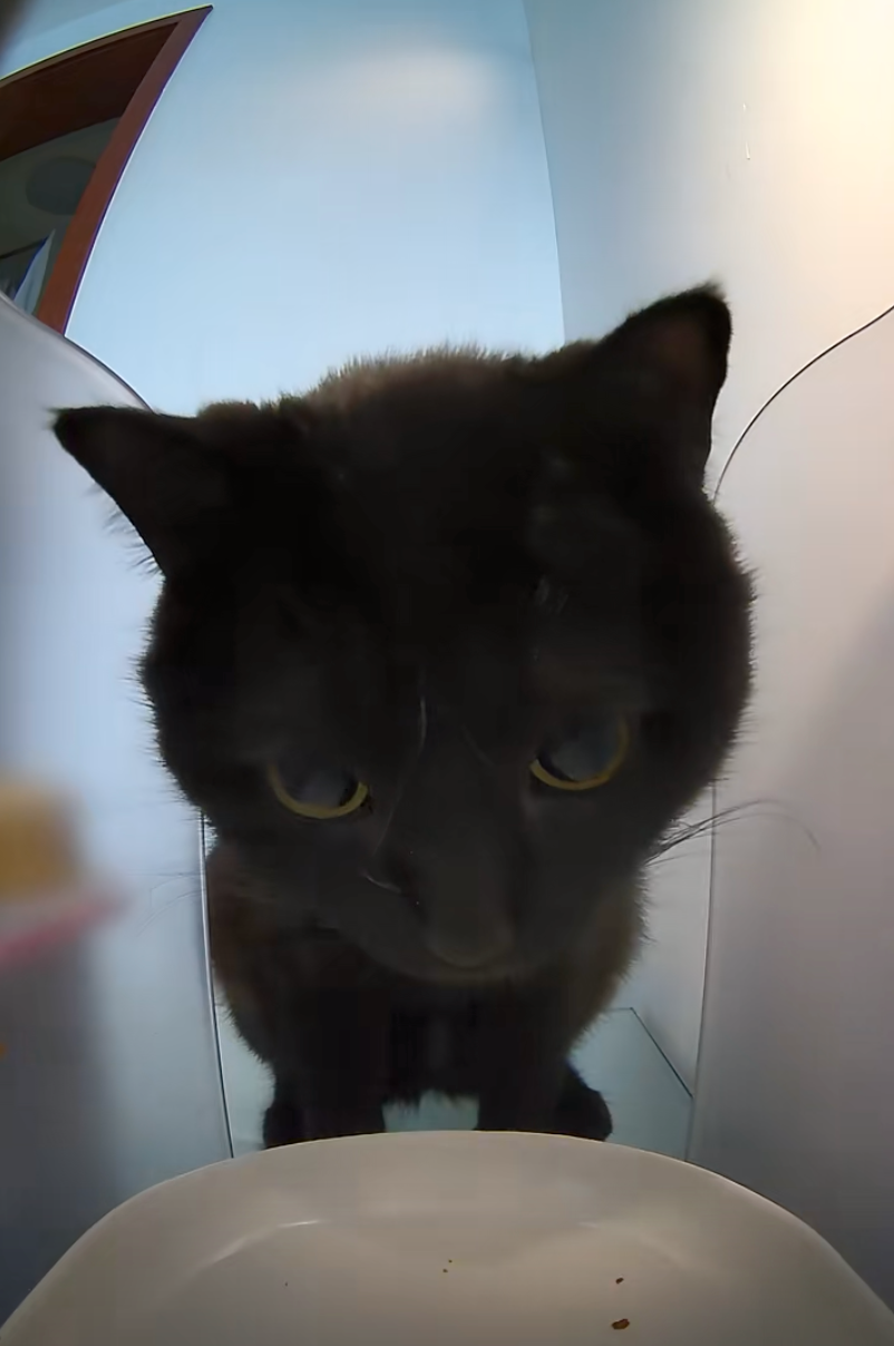 貓咪：餵食器，我真的對你很失望。