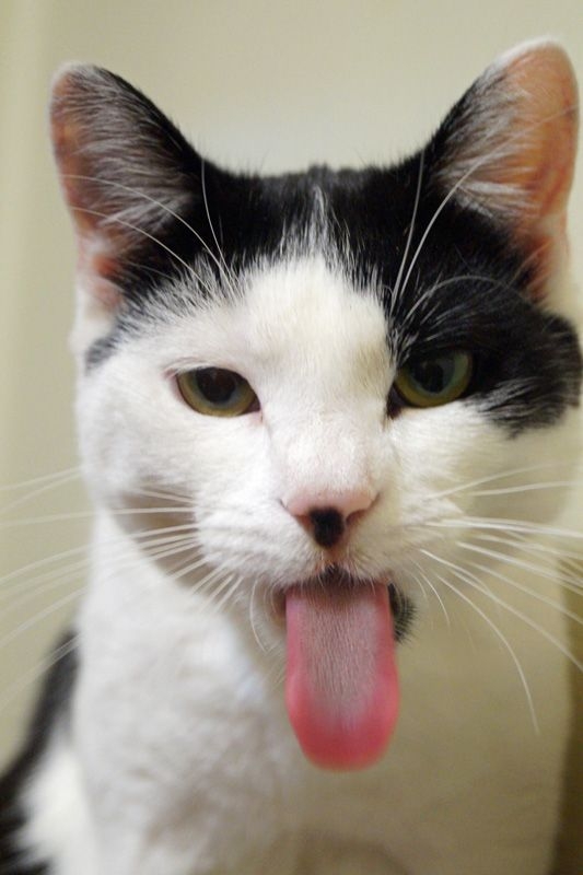 你有仔細看過貓咪的舌頭嗎？