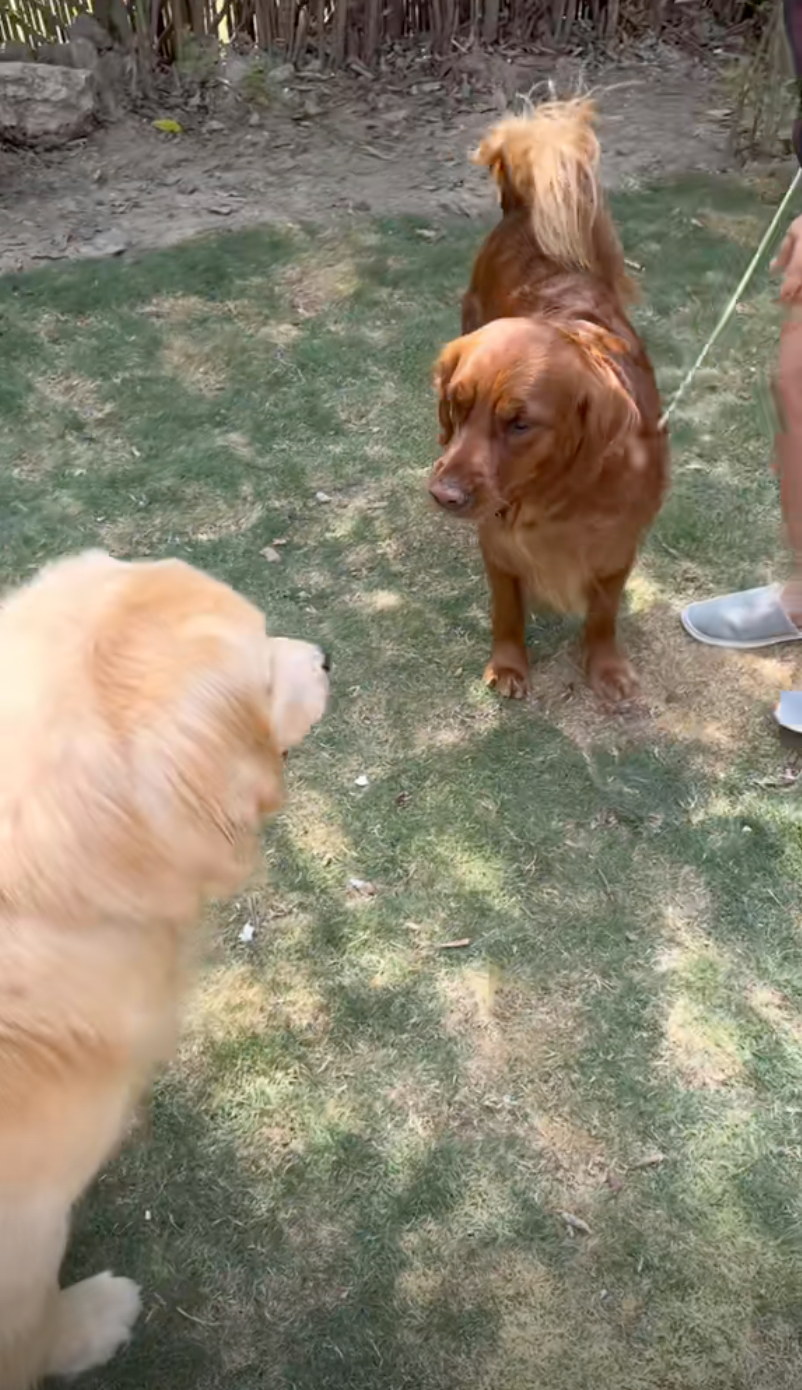 老抽色金毛：no nice to meet you！