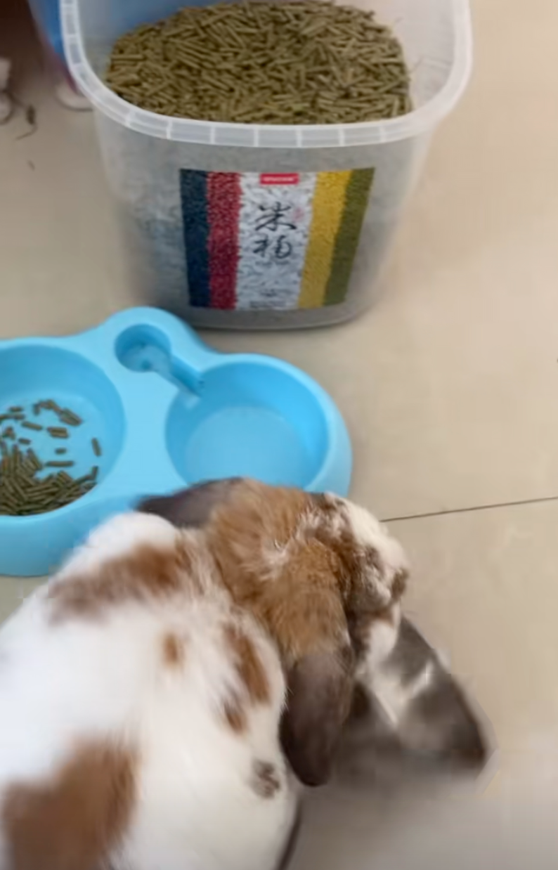 兔兔：有完沒完！