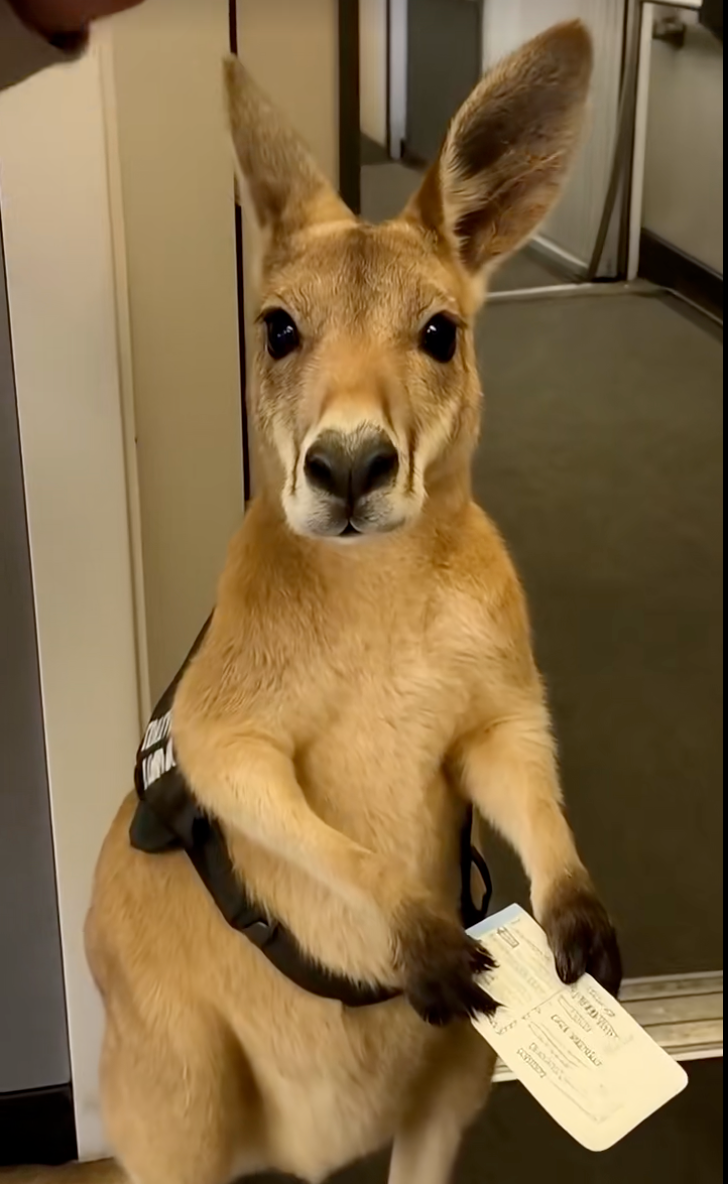 袋鼠：可是我媽媽有幫我買票欸...