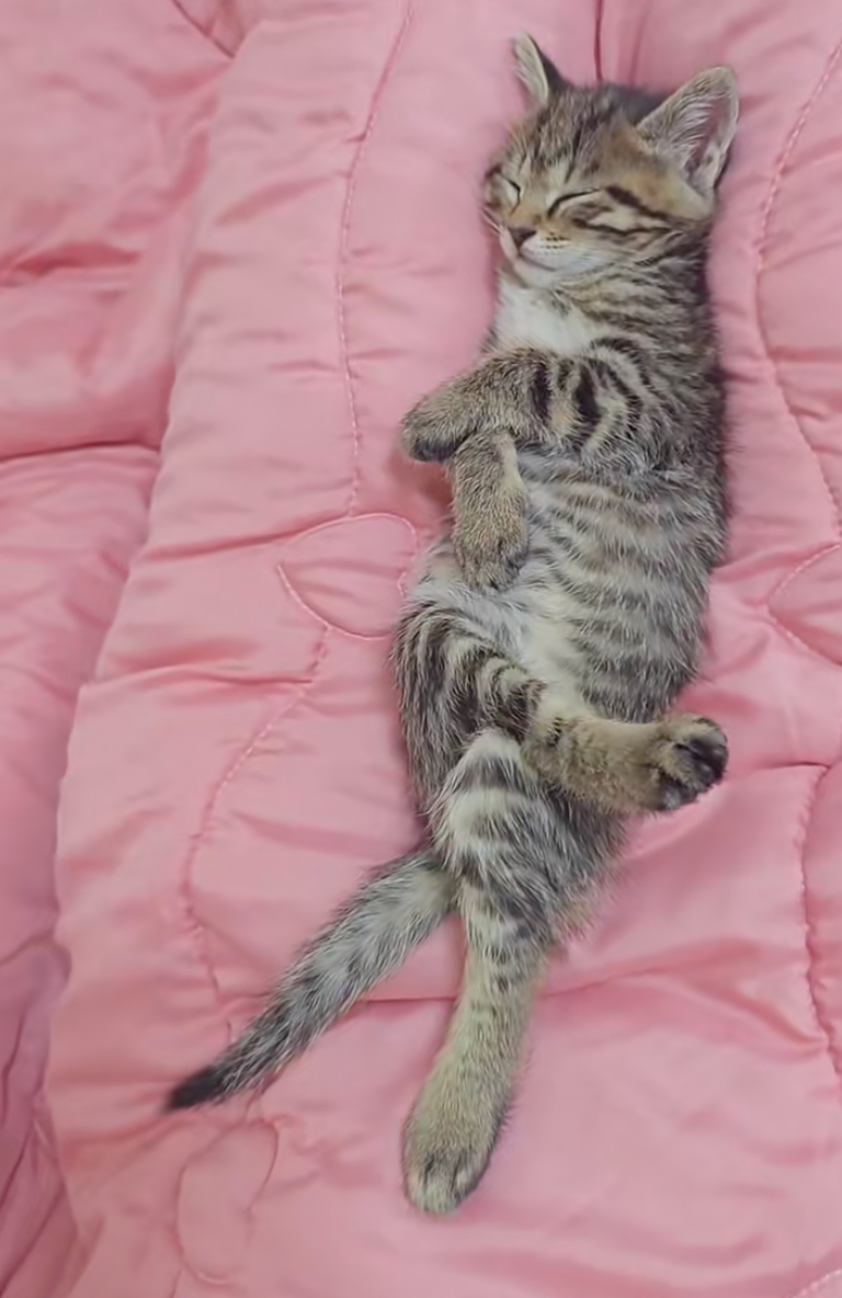 貓咪：來人，上茶！