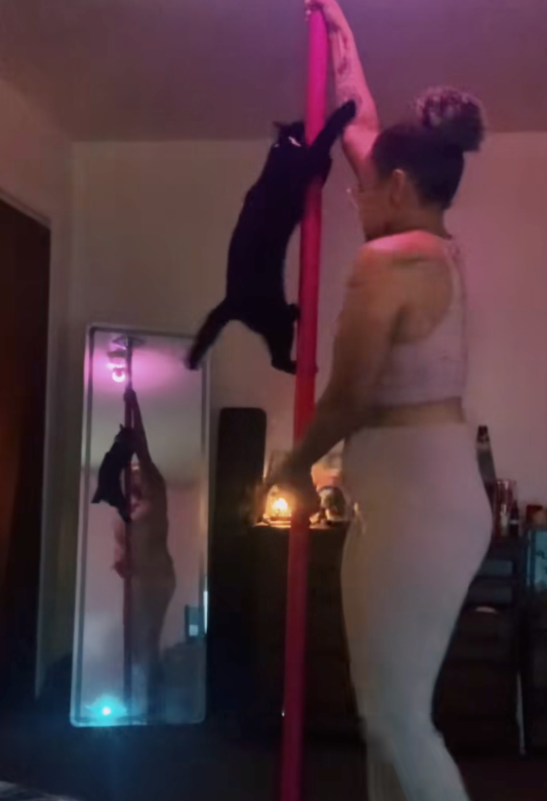 貓貓還會跟著飼主一起轉！