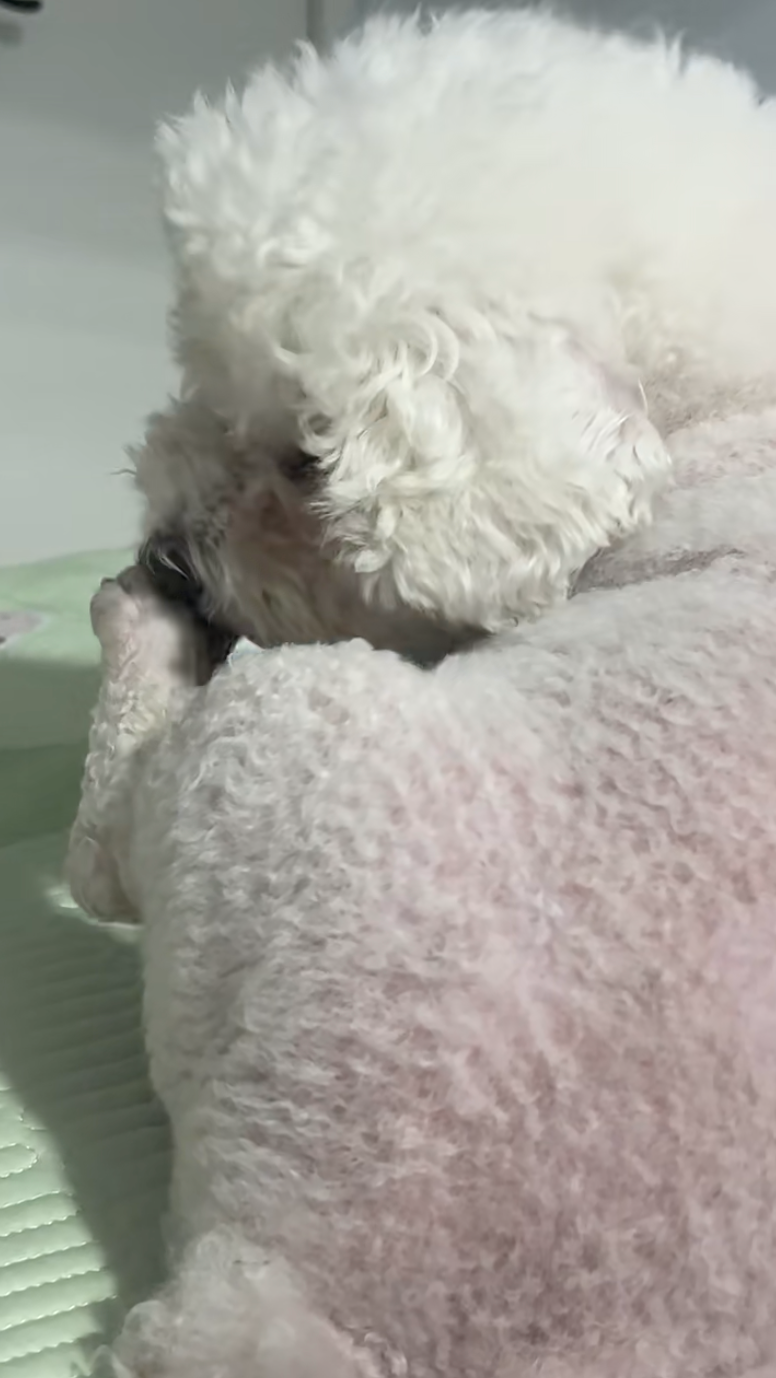 狗狗為什麼舔腳？