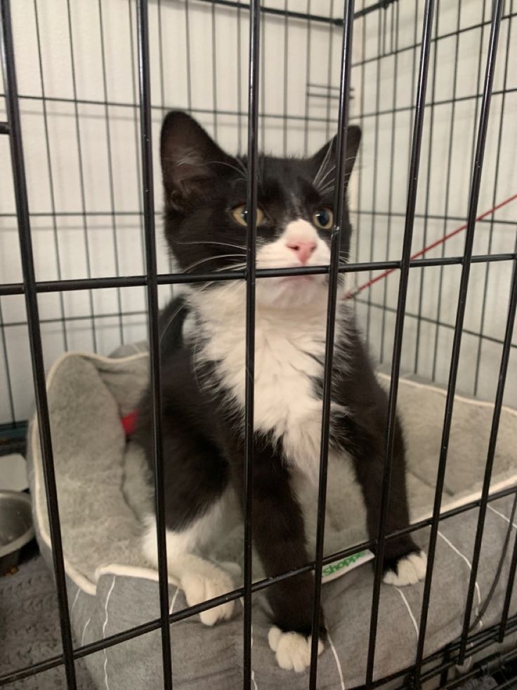 貓咪需要籠養嗎？