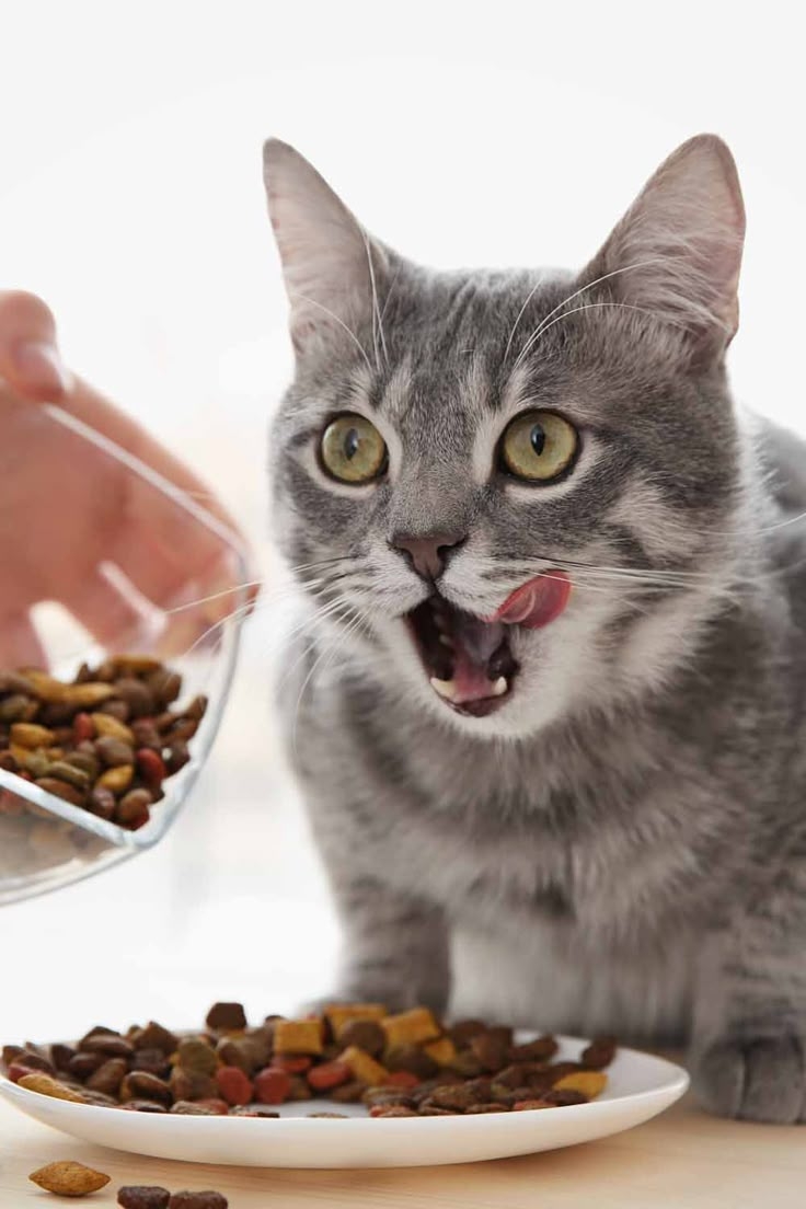 能夠當作貓咪進食輔助。