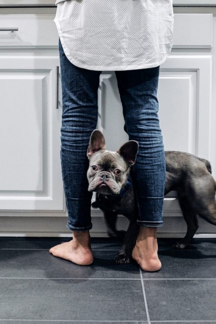 狗狗只是想透過嗅聞認識你。