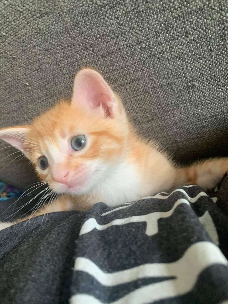 需經過幾個簡單的流程就能把愛貓帶回家了。