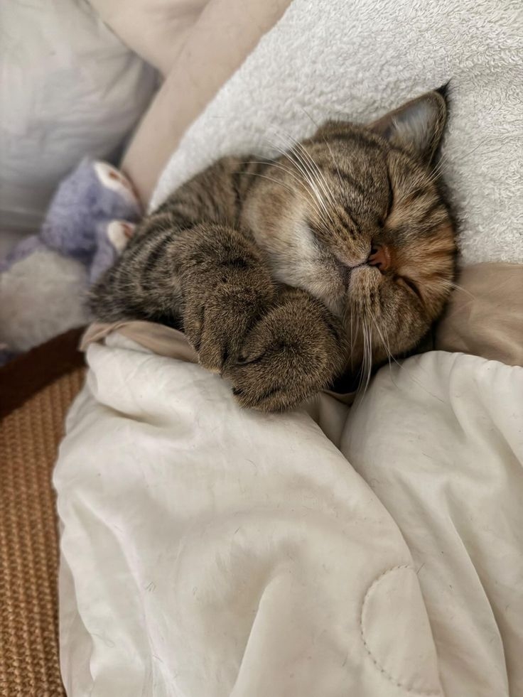 寄生蟲防治是夏天不可忽略的一環。