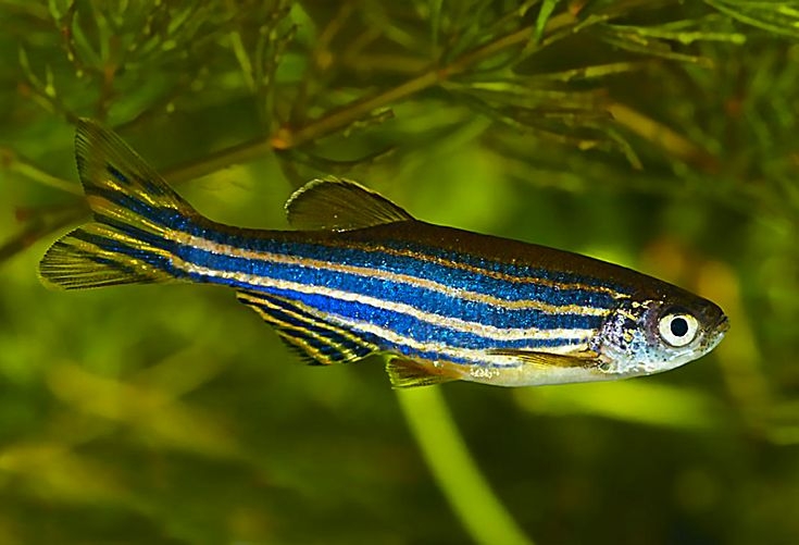 是公認最耐養的魚種之一。