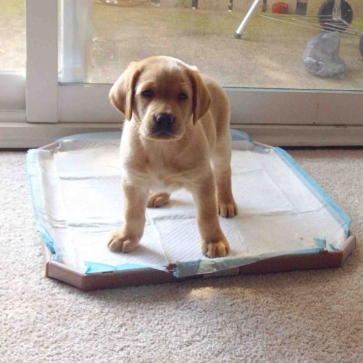 固定如廁的地點很重要喔！