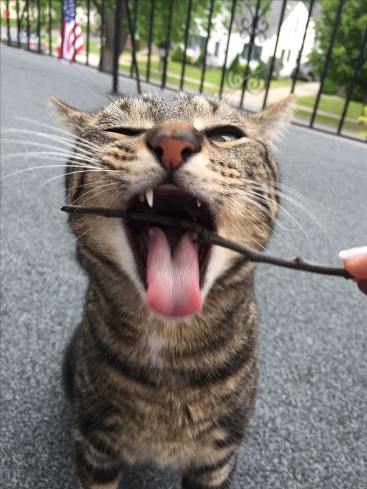 情感與社交用途。