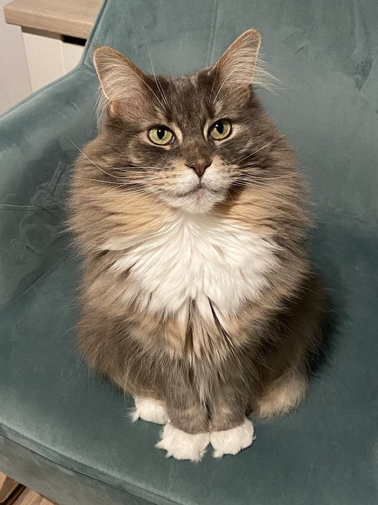 快來測試你家主子的MBTI！